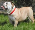 /album/fotky-plemien/anglicky-buldog-jpg/